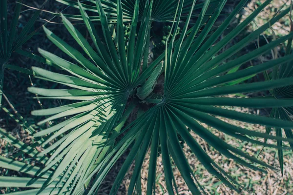 Grandes folhas de palma . — Fotografia de Stock