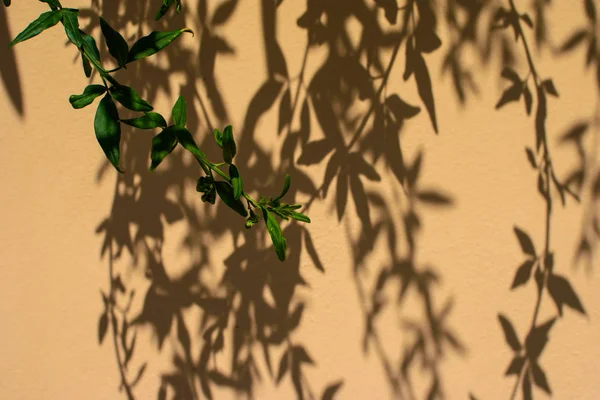 Plant shadows on the wall.