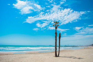 Sahilde uzun palmiye ağacı.