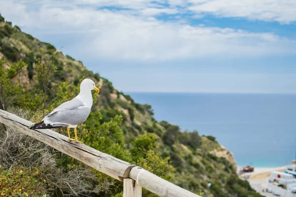 Gaviota en el fondo de la ciudad . — Foto de Stock