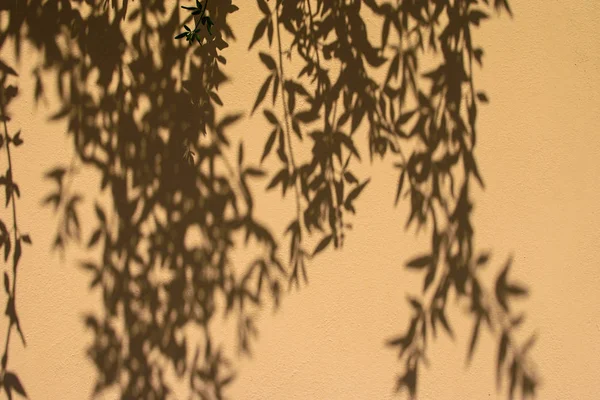 Рослини тіні на стіні . — стокове фото