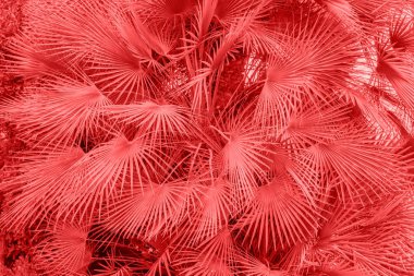 Palmiye yaprakları.