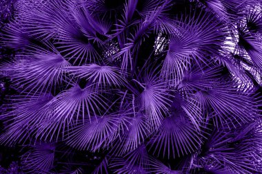 Palmiye yaprakları.