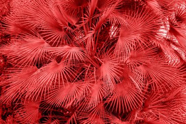 Palmiye yaprakları.