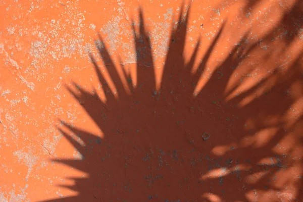 Planta sombras en la pared . —  Fotos de Stock