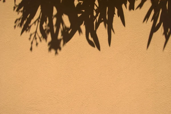 Plant shadows on the wall.