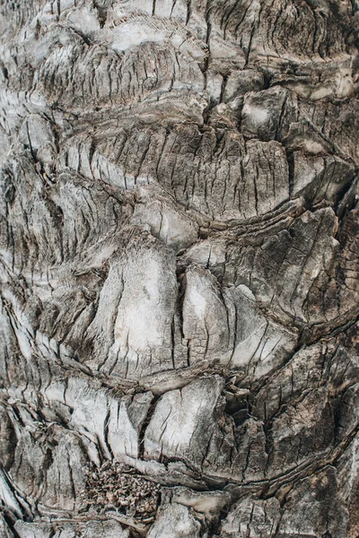 Oberfläche der Rinde der Palme. — Stockfoto