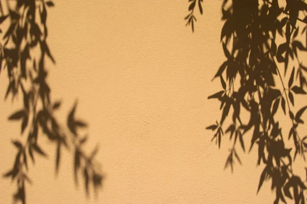 Plant shadows on the wall.