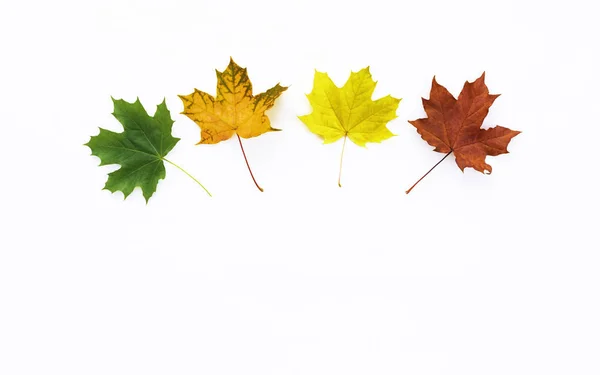 Herbstliche Ahornblätter. — Stockfoto