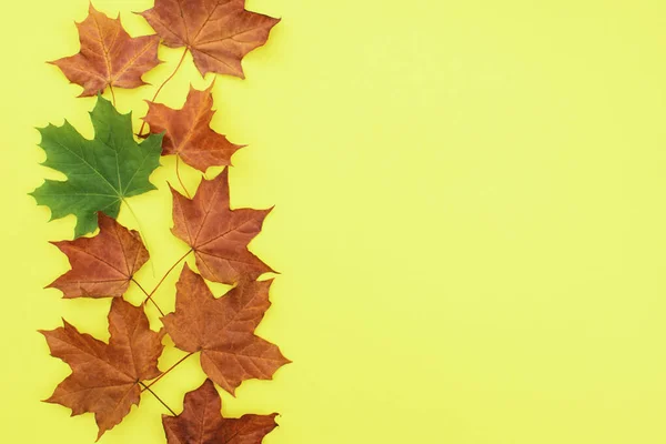 Herbstliche Ahornblätter. — Stockfoto