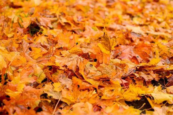 Herbstliche Ahornblätter. — Stockfoto