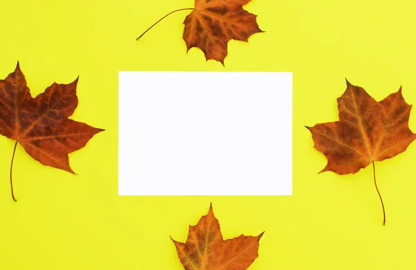 Leeres Papier und Herbstblätter. — Stockfoto