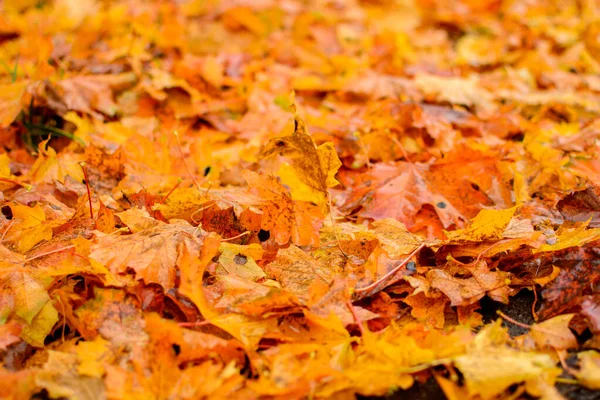 Herbstliche Ahornblätter. — Stockfoto