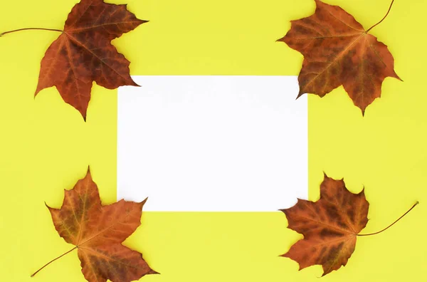 Leeres Papier und Blätter des Herbst-Ahorns. — Stockfoto