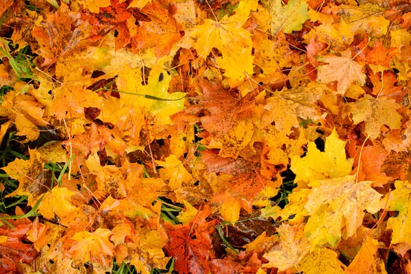 Herbstliche Ahornblätter. — Stockfoto