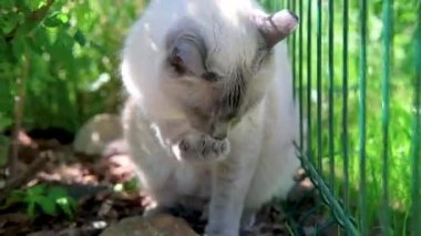 Yeşillikte siyah ağızlıklı beyaz bir kedi..