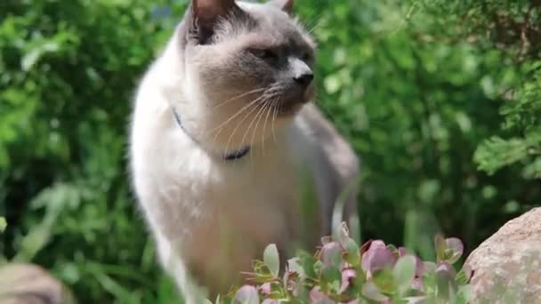White cat with a dark muzzle in the greenery. — Stock Video