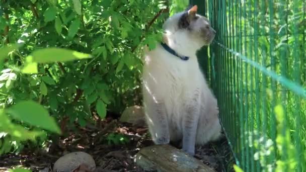 White cat with a dark muzzle in the greenery. — Stock Video