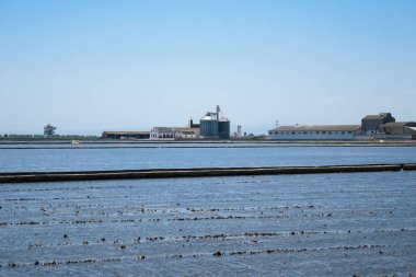 Valencia yakınlarındaki pirinç tarlaları.