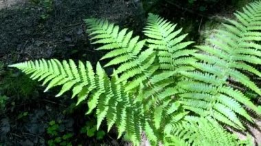 Ormanda eğreltiotu.