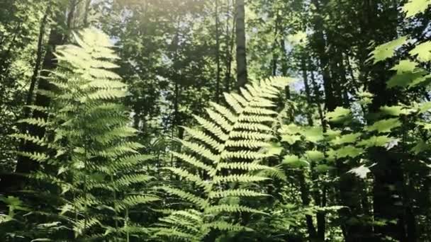 Helecho en el bosque. — Vídeos de Stock