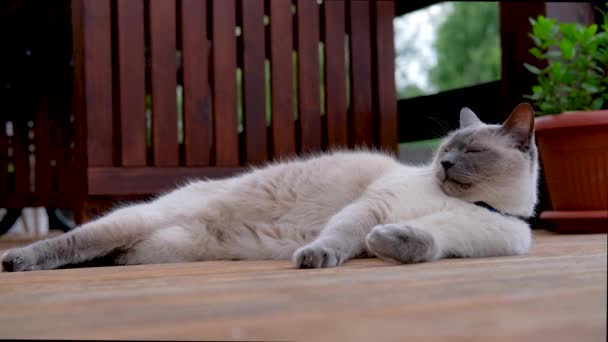 暹罗猫在撒谎和休息. — 图库视频影像