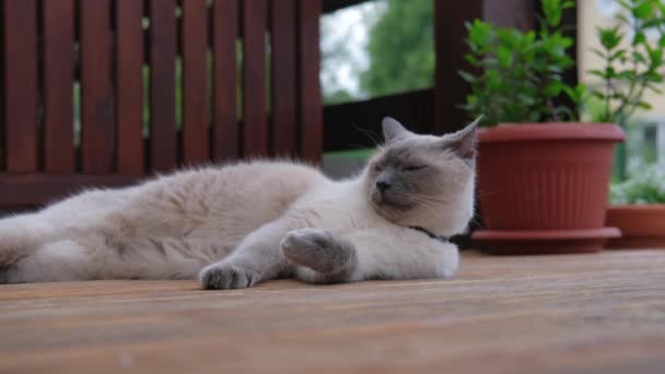 Siamese gato está mentindo e descansando. — Vídeo de Stock