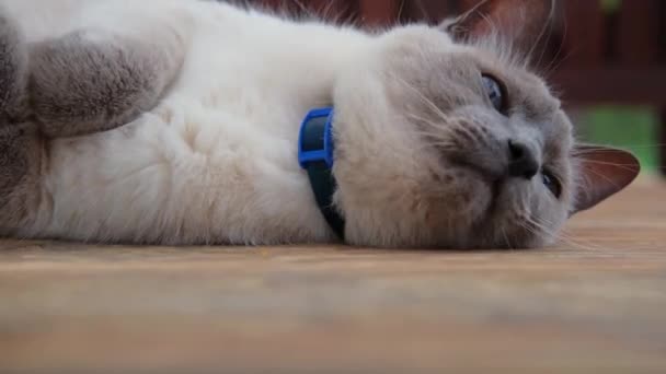Gato siamés está mintiendo y descansando. — Vídeos de Stock