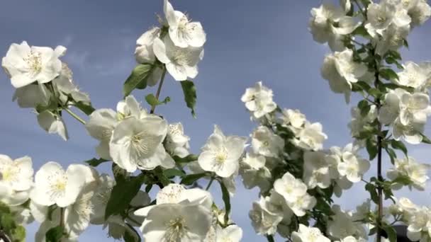 Ramo de árvore com flores brancas. — Vídeo de Stock