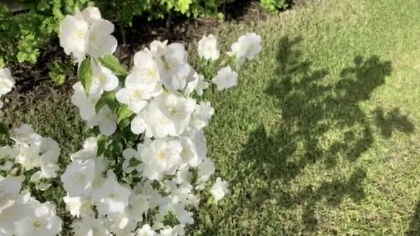 Branche d'arbre avec fleurs blanches. — Video