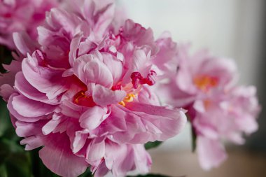 Büyük pembe şakayıklar.