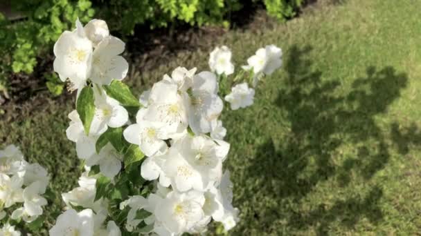 Branche d'arbre avec fleurs blanches. — Video