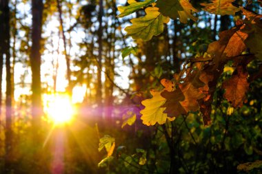 Güneş parlıyor meşe yaprakları