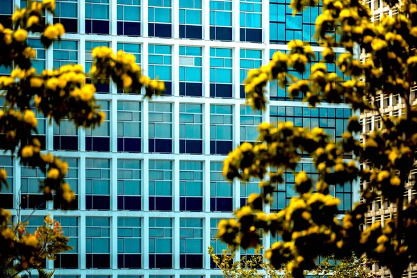 Edifício de escritórios closeup e árvore, conceito de negócio — Fotografia de Stock