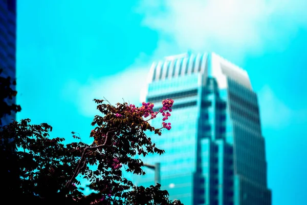 Office building closeup and tree, business concept — Stock Photo, Image