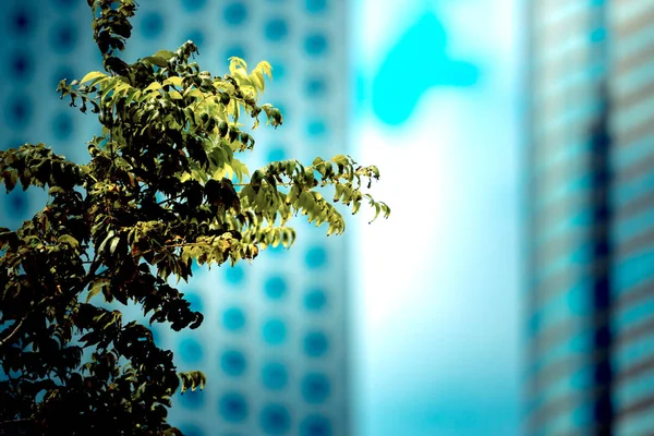 Edificio de oficinas primer plano y árbol, concepto de negocio — Foto de Stock