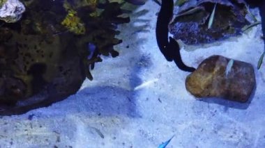 Akvaryumda balık yavaş hareket