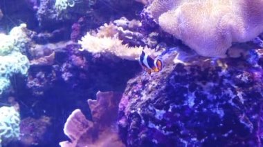 Akvaryumda balık yavaş hareket