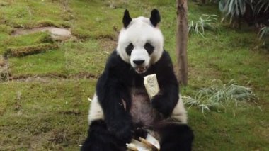 Dev panda bambu yeme yavaş hareket