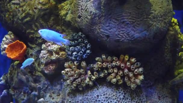 Медленное движение рыбы в аквариуме — стоковое видео