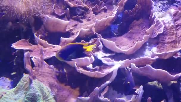Zeitlupe der Fische im Aquarium — Stockvideo