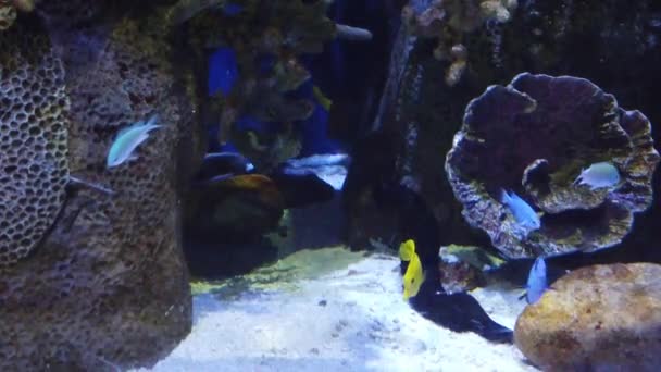 Медленное движение рыбы в аквариуме — стоковое видео