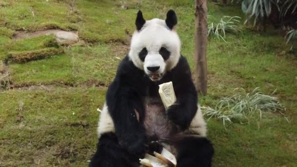 Cámara lenta de panda gigante comiendo bambú — Vídeos de Stock