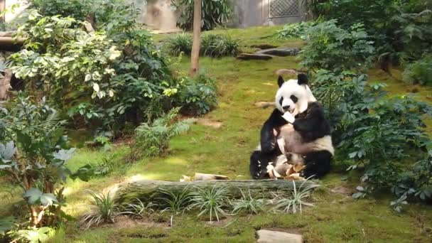 Powolny ruch Panda Giant jedzenia bambusa — Wideo stockowe