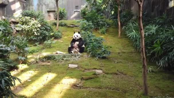 Lassú mozgását Giant Panda étkezési bambusz — Stock videók