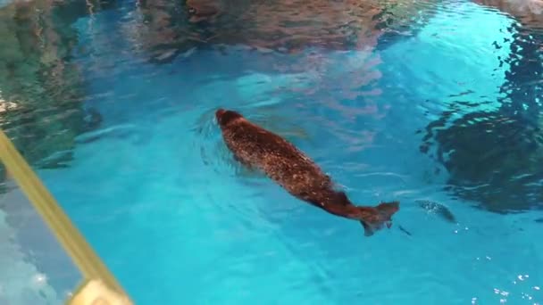 Walrus (Odobenus rosmarus) ; Slow Motion of Walrus swimming in the aquarium — Stock Video