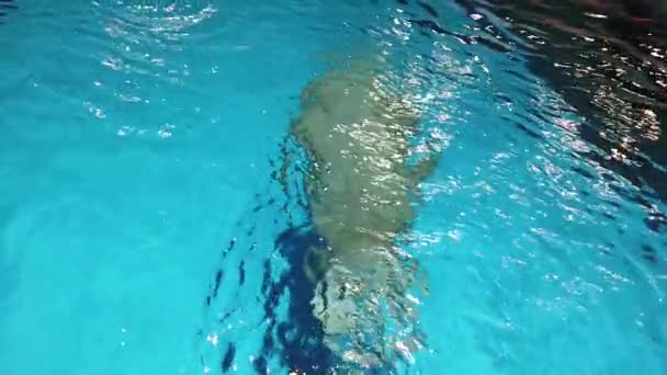 Walrus (Odobenus rosmarus); Powolny ruch Walrus pływanie w akwarium — Wideo stockowe