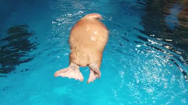 Morse (Odobenus rosmarus) ; Mouvement lent du morse nageant dans l'aquarium — Video