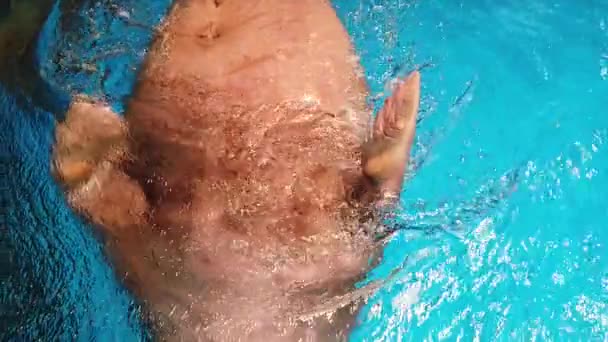 Walrus (Odobenus rosmarus) ; Slow Motion of Walrus swimming in the aquarium