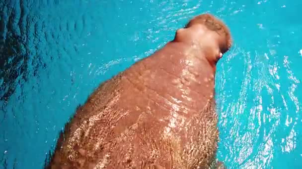 Morse (Odobenus rosmarus) ; Mouvement lent du morse nageant dans l'aquarium — Video